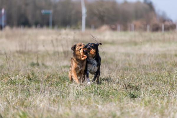 Trixie Spieltau mit eingeflochtenem Ball Hundespielzeug